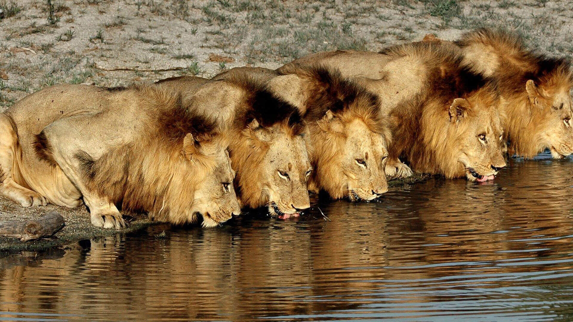 lions tours of south africa